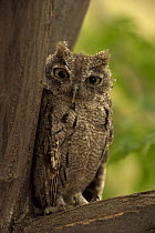 Western screech-owl (Megascops kennicottii) Arizona, USA
