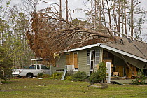 Damage caused by tree falling on house in Hurricane Katrina, Waveland, Mississippi, USA. August 2005