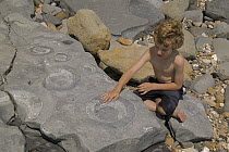 Boy with fossil Ammonites {Arietites sp} mass mortality, Jurassic Coast World Heritage Site, Lyme Regis, Dorset, UK, model released