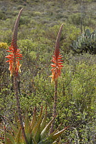 Aloe flowers {Aloe microstigma} Karroid veld, Little Karoo, South Africa