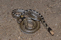 Shovel-snout snake (Prosyma sundevalli) neonates from same litter showing pattern variation. DeHoop Nature reserve, Western Cape, South Africa