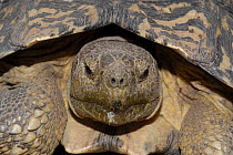 Leopard tortoise (Geochelone / Stigmachelys pardalis) adult portrait, Little Karoo, South Africa