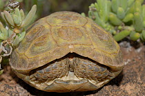 Common padloper / Parrot-beaked tortoise (Homopus arealotus) adult female with head and legs retracted into shell, Little Karoo, South Africa