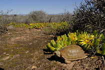 Common Padloper / Parrot-beaked tortoise (Hompopus areolotus) in habitat, Little Karoo, South Africa.