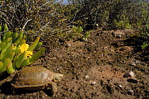 Common padloper / Parrot-beaked tortoise (Homopus areolotus) in habitat, Little Karoo, South Africa