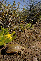 Common padloper / Parrot-beaked tortoise (Homopus areolotus) in habitat, Little Karoo, South Africa