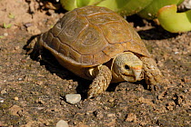Common padloper / Parrot-beaked tortoise (Homopus areolotus) Little Karoo, South Africa