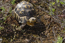 Angulate / Bowsprit tortoise (Chersina angulata) adult male, Little Karoo, South Africa