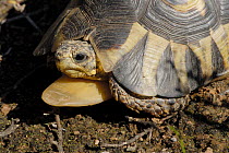 Angulate / Bowsprit tortoise (Chersina angulata) adult male, Little karoo, South Africa
