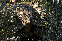 Leopard tortoise (Geochelone / Stigmachelyus pardalis) large male resting in shade, Little Karoo, South Africa
