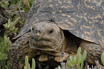 Leopard tortoise (Stigmachelys pardalis) adult male, Little Karoo, South Africa