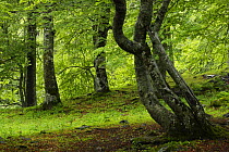 Beech (Fagus sylvatica) forest in Artiga de Lin, Aran Valley, Catalonia, Spain.