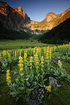 Yellow Gentian (Gentiana lutea) flowering in mountain glade, Artiga de Lin, Aran Valley, Pyrenees, Spain.