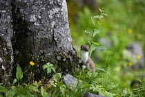 Stoat / Ermine (Mustela erminea) juvenile, Aran Valley, Pyrenees, Spain.