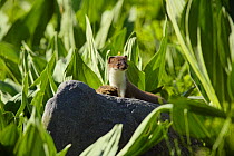 Stoat / ermine (Mustela erminea), juvenile with rodent prey, Aran valley, Pyrenees, Spain.