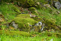Stoat / ermine (Mustela erminea) juvenile, Aran valley, Pyrenees, Spain.