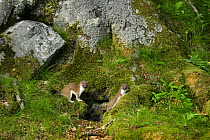 Stoat / ermine (Mustela erminea), juveniles near their den below a Beech tree (Fagus sylvatica), Aran valley, Pyrenees, Spain.