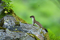 Stoat / ermine (Mustela erminea), juvenile in Aran valley, Pyrenees, Spain.