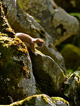 Stoat / ermine (Mustela erminea) juvenile, Aran valley, Pyrenees, Spain.