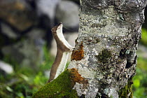 Stoat / ermine (Mustela erminea) juvenile trying to climb a tree in Aran valley, Pyrenees, Spain.
