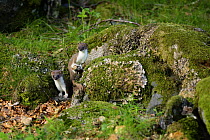 Stoat / ermine (Mustela erminea) juveniles, Aran valley, Pyrenees, Spain.