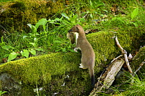 Stoat / ermine (Mustela erminea) juvenile with rodent prey, Aran valley, Pyrenees, Spain.