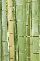 Stems of Bamboo in a bamboo forest, Kyoto, Japan
