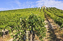 Ripe Syrah grapes on the vines of Red Willow Vineyard with chapel in the background, Yakima Valley, Washington, USA