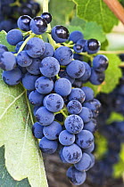 Bunch of Syrah grapes (Vitis sp} Yakima valley, Washington, USA