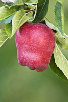 'Red Delicious' Apple {Malus domestica} on tree ripe for harvest, Lake Chelan, Washington, USA