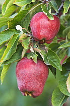 'Red Delicious' Apples {Malus domestica} ripe for harvest, Lake Chelan, Washington, USA