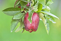 'Red Delicious' Apple {Malus domestica} ripe for harvest, Lake Chelan, Washington, USA