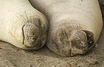 Young Northern elephant seal (Mirounga angustirostris) resting close beside mother, California, USA
