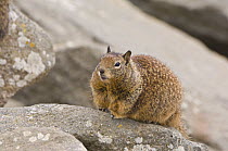 California ground squirrel (Spermophilus beecheyi) Morro Bay, California, USA