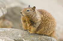 California ground squirrel (Spermophilus beecheyi) Morro Bay, California, USA