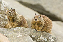 Two California ground squirrels (Spermophilus beecheyi) Morro Bay, California, USA