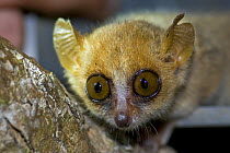 Madame Berthe's mouse lemur {Microcebus berthae} being released from live trap, Kirindy Forest, western Madagascar, Smallest primate in the world, Endangered