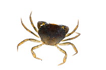 Common shore crab (Carcinus maenas) meetyourneighbours.net project