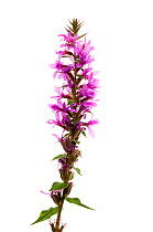 Purple loosestrife {Lythrum salicaria} Scotland, UK meetyourneighbours.net project