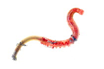 Lugworm {Arenicola marina} Scotland, UK