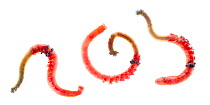 Three Lugworms {Arenicola marina} Scotland, UK meetyourneighbours.net project