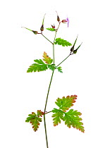 Herb robert {Geranium robertianum} Scotland, UK meetyourneighbours.net project