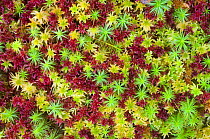 Mosses {Polytrichum sp} and {Sphagnum sp} growing together, Scotland, UK, 2007