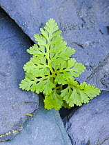 Parsley fern {Crytogramma crispa} growing amongst slate, Scotland, UK