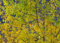 Aspen leaves {Populus tremula} in autumn, Scotland, UK, October 2007