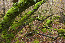 Ancient coppiced Hazel wood {Corylus avellana} Argyll, Scotland, UK, November 2007