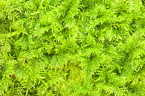 Thuidium moss {Thuidium tamariscinum} Scotland, UK