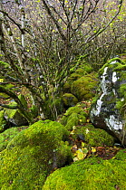 Hazel wood {Corylus avellana} Argyll, Scotland, UK, November 2007