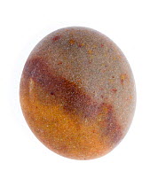 Pebble from Auchmithie beach, Angus, Scotland, UK