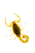 European scorpion {Buthus occitanus} Spain WWE BOOK. WWE OUTDOOR EXHIBITION. NOT TO BE USED FOR GREETING CARDS OR CALENDARS